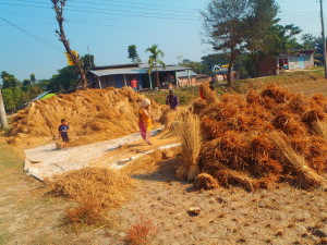foto van de rijstoogst in bangladesh